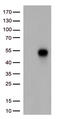 TNF Receptor Superfamily Member 14 antibody, TA813628S, Origene, Western Blot image 