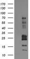 E3 ubiquitin-protein ligase TRIM22 antibody, TA505278AM, Origene, Western Blot image 