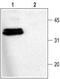 Syntaxin 1A antibody, TA328890, Origene, Western Blot image 