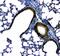 Secretoglobin Family 1A Member 1 antibody, A02201-2, Boster Biological Technology, Immunohistochemistry frozen image 