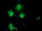 EPM2A Interacting Protein 1 antibody, GTX84566, GeneTex, Immunofluorescence image 