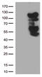Serine/threonine-protein kinase B-raf antibody, CF500447, Origene, Western Blot image 