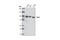 Vav Guanine Nucleotide Exchange Factor 1 antibody, 4657S, Cell Signaling Technology, Western Blot image 