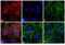 Rat IgG Isotype Control antibody, A24554, Invitrogen Antibodies, Immunofluorescence image 