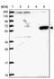 Zinc Finger Protein 837 antibody, NBP1-90888, Novus Biologicals, Immunohistochemistry frozen image 