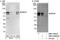 BRCA1 Associated Protein antibody, NBP1-42696, Novus Biologicals, Western Blot image 