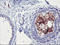 Serine Dehydratase antibody, LS-C173534, Lifespan Biosciences, Immunohistochemistry paraffin image 