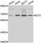 ELF2 antibody, A7487, ABclonal Technology, Western Blot image 