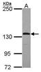 Janus Kinase 1 antibody, PA5-27583, Invitrogen Antibodies, Western Blot image 