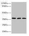 FtsJ RNA 2'-O-Methyltransferase 1 antibody, CSB-PA009055LA01HU, Cusabio, Western Blot image 