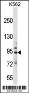 Protocadherin Beta 14 antibody, 56-346, ProSci, Western Blot image 