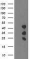 PDZ And LIM Domain 2 antibody, TA502874S, Origene, Western Blot image 