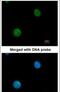 Myosin Binding Protein C, Fast Type antibody, PA5-21694, Invitrogen Antibodies, Immunofluorescence image 