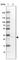 Hydroxysteroid 17-Beta Dehydrogenase 11 antibody, HPA021608, Atlas Antibodies, Western Blot image 