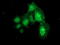 Dystrobrevin Alpha antibody, LS-C172504, Lifespan Biosciences, Immunofluorescence image 