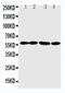 Angiopoietin Like 1 antibody, PA5-78775, Invitrogen Antibodies, Western Blot image 