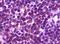 BLK Proto-Oncogene, Src Family Tyrosine Kinase antibody, 32-118, ProSci, Immunohistochemistry frozen image 