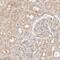 NECAP Endocytosis Associated 2 antibody, HPA028077, Atlas Antibodies, Immunohistochemistry frozen image 