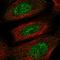 Proline-rich protein 13 antibody, HPA039396, Atlas Antibodies, Immunofluorescence image 