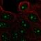 Family With Sequence Similarity 133 Member A antibody, NBP2-55696, Novus Biologicals, Immunofluorescence image 
