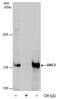 hCAP-E antibody, PA5-78335, Invitrogen Antibodies, Immunoprecipitation image 
