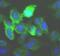 Inhibitor Of Nuclear Factor Kappa B Kinase Subunit Epsilon antibody, FNab10232, FineTest, Immunofluorescence image 