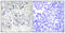 TEA Domain Transcription Factor 2 antibody, A09168-1, Boster Biological Technology, Immunohistochemistry frozen image 