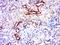 Sorting Nexin 9 antibody, orb158445, Biorbyt, Immunohistochemistry paraffin image 