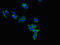 Leptin Receptor antibody, orb46967, Biorbyt, Immunofluorescence image 