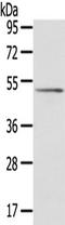 Signal Recognition Particle 54 antibody, TA350416, Origene, Western Blot image 