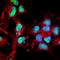 Integrin Subunit Alpha 1 antibody, orb137967, Biorbyt, Immunofluorescence image 