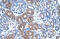 Argininosuccinate synthase antibody, ARP41366_T100, Aviva Systems Biology, Immunohistochemistry frozen image 