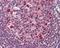 BCL6 Transcription Repressor antibody, PA5-27390, Invitrogen Antibodies, Immunohistochemistry frozen image 