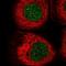 Centromere Protein B antibody, NBP2-58179, Novus Biologicals, Immunocytochemistry image 