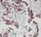 KRAS Proto-Oncogene, GTPase antibody, FNab04643, FineTest, Immunohistochemistry frozen image 
