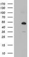 NUCB1 antibody, TA504035S, Origene, Western Blot image 