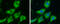 FAS antibody, GTX109833, GeneTex, Immunofluorescence image 