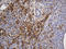 Spectrin alpha chain, brain antibody, LS-C796221, Lifespan Biosciences, Immunohistochemistry paraffin image 