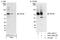ASE-1 antibody, A301-295A, Bethyl Labs, Immunoprecipitation image 