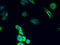 Cytochrome C Oxidase Copper Chaperone COX11 antibody, A58642-100, Epigentek, Immunofluorescence image 