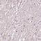 Coiled-Coil Domain Containing 138 antibody, PA5-62938, Invitrogen Antibodies, Immunohistochemistry frozen image 