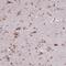 Protein kinase C and casein kinase substrate in neurons protein 3 antibody, HPA043904, Atlas Antibodies, Immunohistochemistry frozen image 