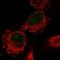 Chromosome 12 Open Reading Frame 10 antibody, HPA038627, Atlas Antibodies, Immunofluorescence image 
