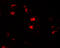 USP21 antibody, 7765, ProSci, Immunofluorescence image 
