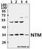 Neurotrimin antibody, A03097-1, Boster Biological Technology, Western Blot image 