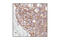 Cadherin pan antibody, 4068P, Cell Signaling Technology, Immunohistochemistry paraffin image 