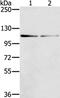 Dual serine/threonine and tyrosine protein kinase antibody, PA5-50871, Invitrogen Antibodies, Western Blot image 
