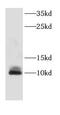 Cell Division Cycle 26 antibody, FNab01524, FineTest, Western Blot image 