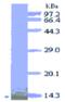 HSF antibody, MBS855852, MyBioSource, Western Blot image 