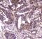 Major Vault Protein antibody, A00642-1, Boster Biological Technology, Immunohistochemistry frozen image 
